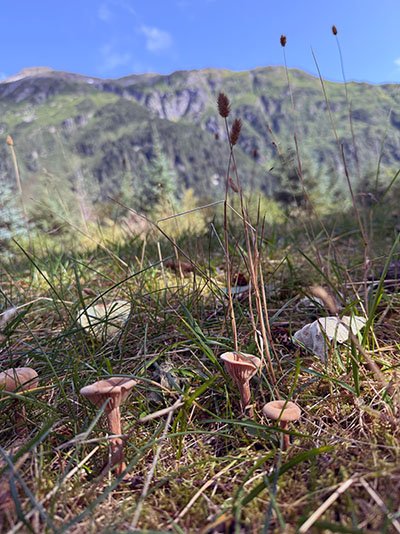Field of Mushrooms
